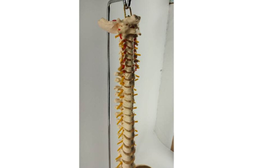 模型の医療