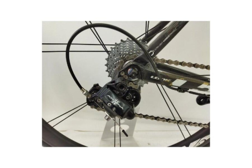 campagnol